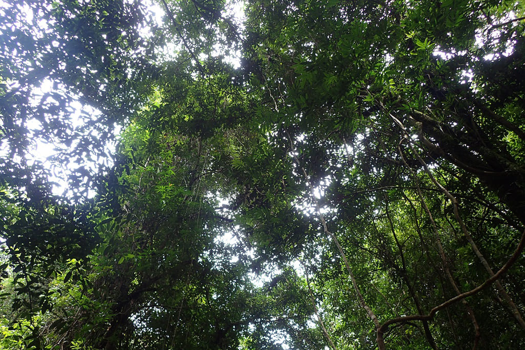 婆羅洲的魔法雨林